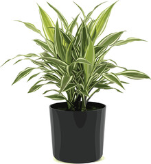 Potted Dracaena houseplant with green variegated striped leaves in black container for botanical vector illustration and indoor nature decor content