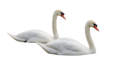 Obraz premium Swan Couple in Water: A flat lay of a couple of swans gliding on a lake, isolated on a Transparent background, PNG file.
