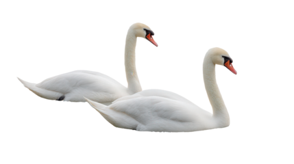 Swan Couple in Water: A flat lay of a couple of swans gliding on a lake, isolated on a Transparent background, PNG file.