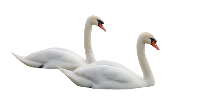 Swan Couple in Water: A flat lay of a couple of swans gliding on a lake, isolated on a Transparent background, PNG file.