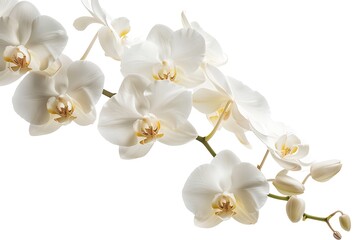 Fototapeta premium White Orchid Isolated on White Background. Beautiful Orchid Flower