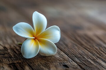 Close-up of a single plumeria flower on wood