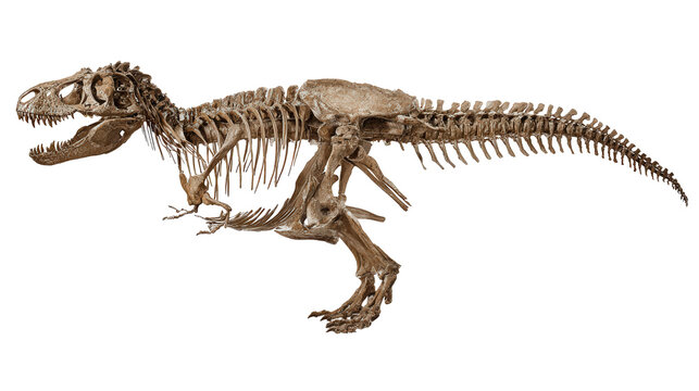 Tyrannosaurus Rex Dinosaur: A flat lay of a Tyrannosaurus rex dinosaur fossil with detailed textures, isolated on a Transparent background, PNG file.