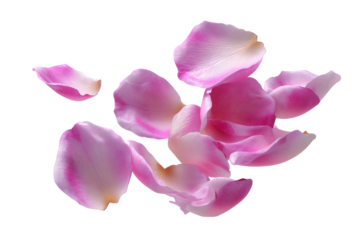 Rose Petal Serenity: An evocative image of delicate rose petals, soft pink, artfully scattered, whispering a tale of romance and floral beauty.