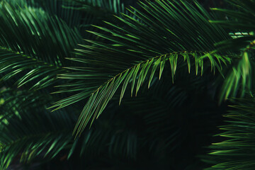 Close up of lush green palm fronds, soft light filtering through the leaves, creating dramatic shadows and a tropical mood ideal for nature, wellness, travel, and lifestyle campaigns.