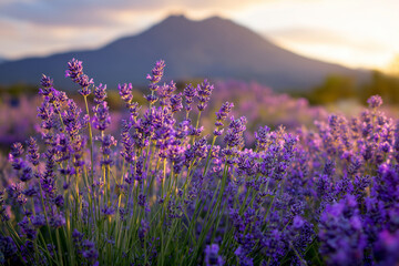 Fototapeta premium Purple lavender blooms fill the foreground as a warm sunset bathes the field, distant mountains outline the horizon, creating a peaceful, cinematic rural scene.