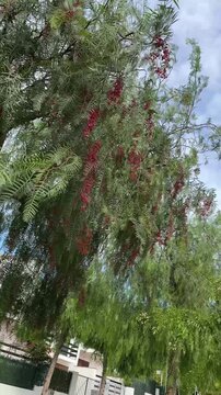 Pink peppercorn tree on blue sky background. Pink pepper plant or Peruvian pepper tree in Europe, Spain. Schinus molle, American pepper, Peruvian peppertree, escobilla, false pepper. Vertical video