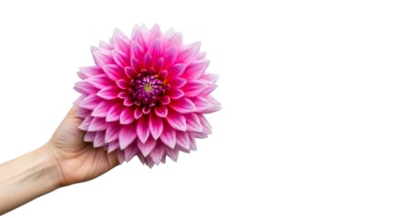 pink dahlia bloom a hand reveals natures gentle embrace, summers serene beauty, isolated on transparent background