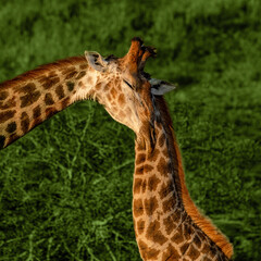 giraffe