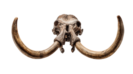 Woolly Mammoth Fossil: A flat lay of a woolly mammoth fossil with large tusks, isolated on a Transparent background, PNG file.