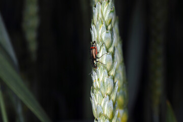 Zweifleckige  Zipfelkäfer,  Malachius bipustulatus