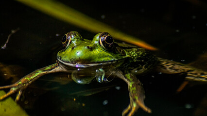 frog in the pond