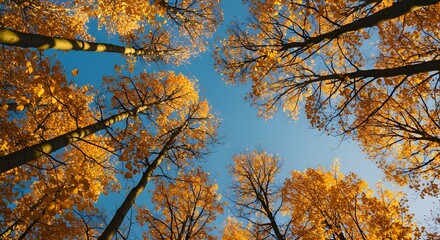 Ginkgo Trees y Ginkgo deja antecedentes en Autumn City