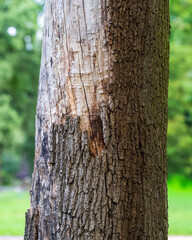 bark of a tree inside a forest in germany