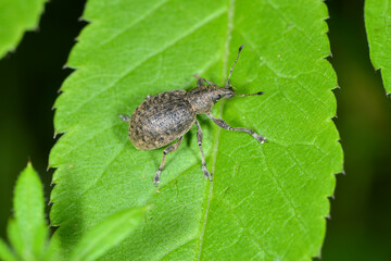 Würfelfleckige Staubrüssler, Liophloeus tessulatus