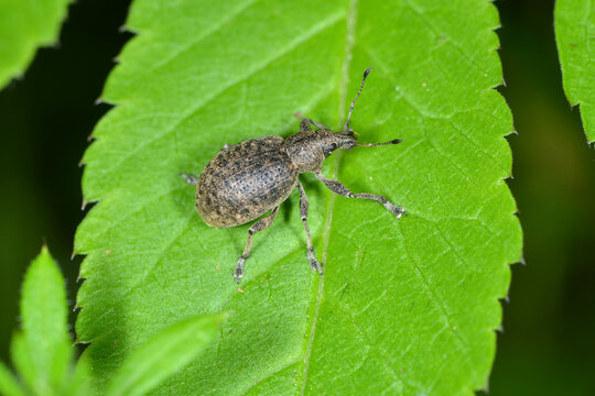W&uuml;rfelfleckige Staubr&uuml;ssler, Liophloeus tessulatus