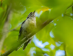 Woodpecker on a branch shot from below