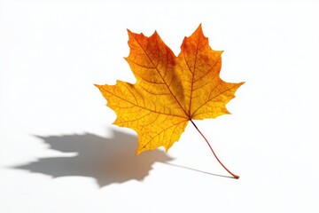 Autumn maple leaf casts a shadow