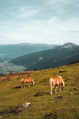 Naklejka premium Horses grazing on a mountain slope with valley view.