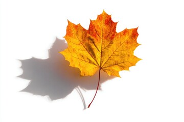 Fototapeta premium Autumn maple leaf shadow