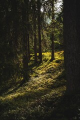 Sunlit Forest Landscape