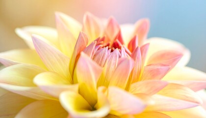 Fototapeta premium close up of dahlia flower