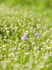 grass filed with sun light bokeh and little white flower