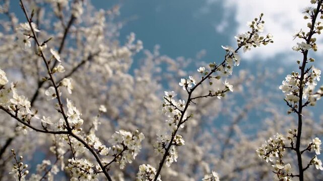 Close-up of a blossoming tree branch with delicate white flowers, blue sky and clouds blurred in the background, symbolizing springtime beauty