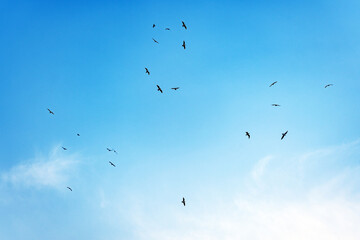 A flock of black-headed gulls, or common gulls, or river gulls (Chroicocephalus ridibundus) flies in the blue sky, illuminated by sunlight.