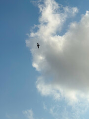 Bird flying in cloudy sky over city. Wildlife, nature, and freedom in urban landscape environment.