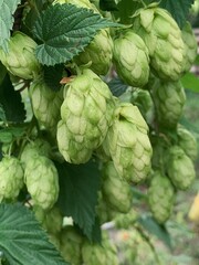 Fototapeta premium Branches of hops close up, green cones in garden