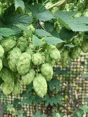 Branches of hops close up, green cones in garden