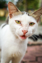 Close Up Portrait Adorable Stray Feline with Open Mouth Animal Face