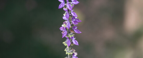 Brazilian Boldo Flower – Macro Shot of a Medicinal Purple Blossom Plant