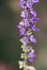 Brazilian Boldo Flower – Macro Shot of a Medicinal Purple Blossom Plant