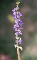 Brazilian Boldo Flower – Macro Shot of a Medicinal Purple Blossom Plant