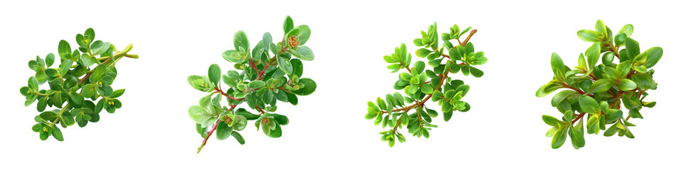 Four Green Leafy Branches isolated on transparent background.