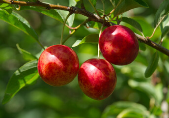Ripe red plums on tree branches with green leaves in the garden.