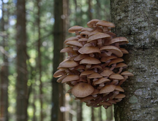 Mushrooms, growing on a tree trunk in the autumn forest.