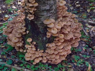 Mushrooms, growing on a tree trunk in the autumn forest.