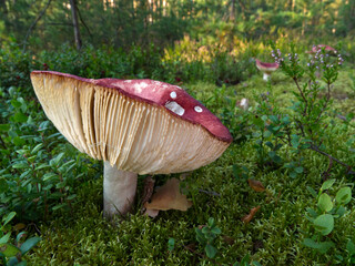Mushrooms growing in the autumn forest.
