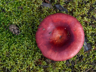 Mushrooms growing in the autumn forest.