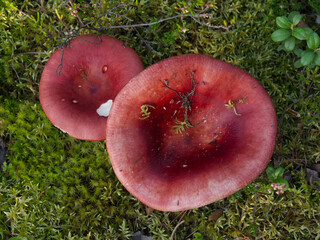 Mushrooms growing in the autumn forest.