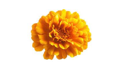 Bright Marigold Flower with Ruffled Yellow-Orange Petals on  png White Background