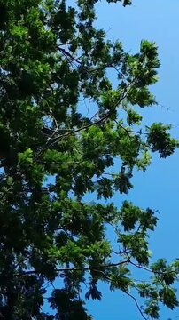 A gentle breeze blows through the green leaves of the pete tree (Parkia speciosa) against a backdrop of bright blue sky.
