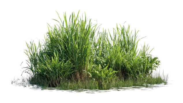 PNG Tall swamp grass bushes vegetation isolated nature.