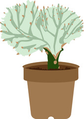 연두빛 특이한 선인장 유포비아