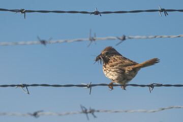 Song sparrow on a barbed wire with an insect in his beak