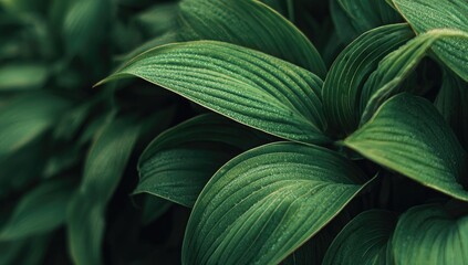 Close-up of lush, dark green leaves