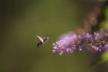 hummingbird hawk-moth feeding on a butterfly bush (Buddleja davidii). Blur background with shallow depth of field